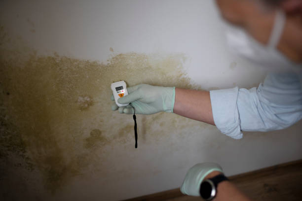 Best Residential Mold Remediation in Halstead, KS